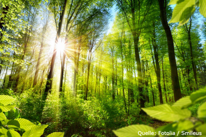 Holz-ETFs: Eine alternative Assetklasse Holz-ETFs: Eine alternative Assetklasse