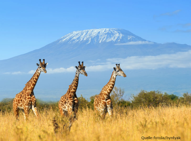 Afrika-ETF: Die Wirtschaft erwacht | EXtra-Magazin Afrika-ETF: Die Wirtschaft erwacht | EXtra-Magazin