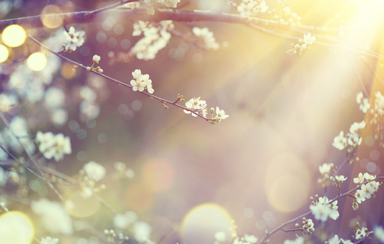 Das Investment für den Frühling Das Investment für den Frühling