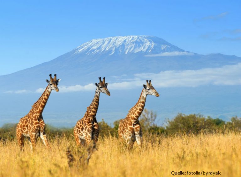 Afrika-ETF- Einer der besten ETFs des Jahres Afrika-ETF- Einer der besten ETFs des Jahres