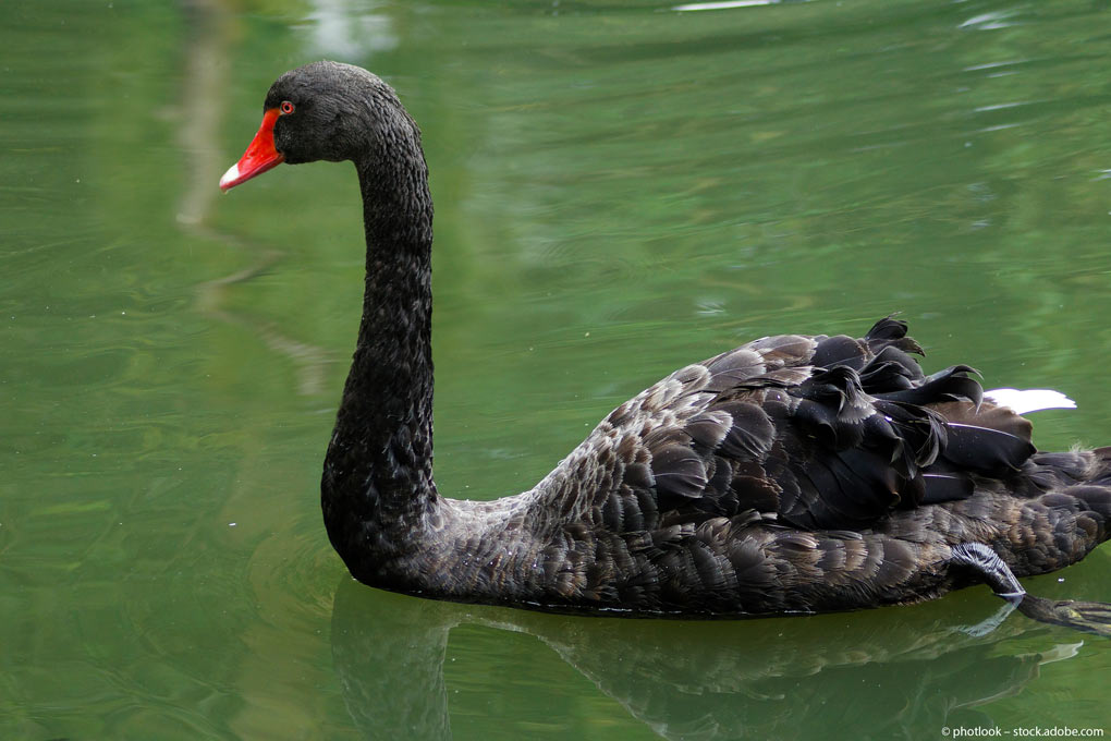 Anleihen: Der schwarze Schwan namens High-Yield Anleihen: Der schwarze Schwan namens High-Yield