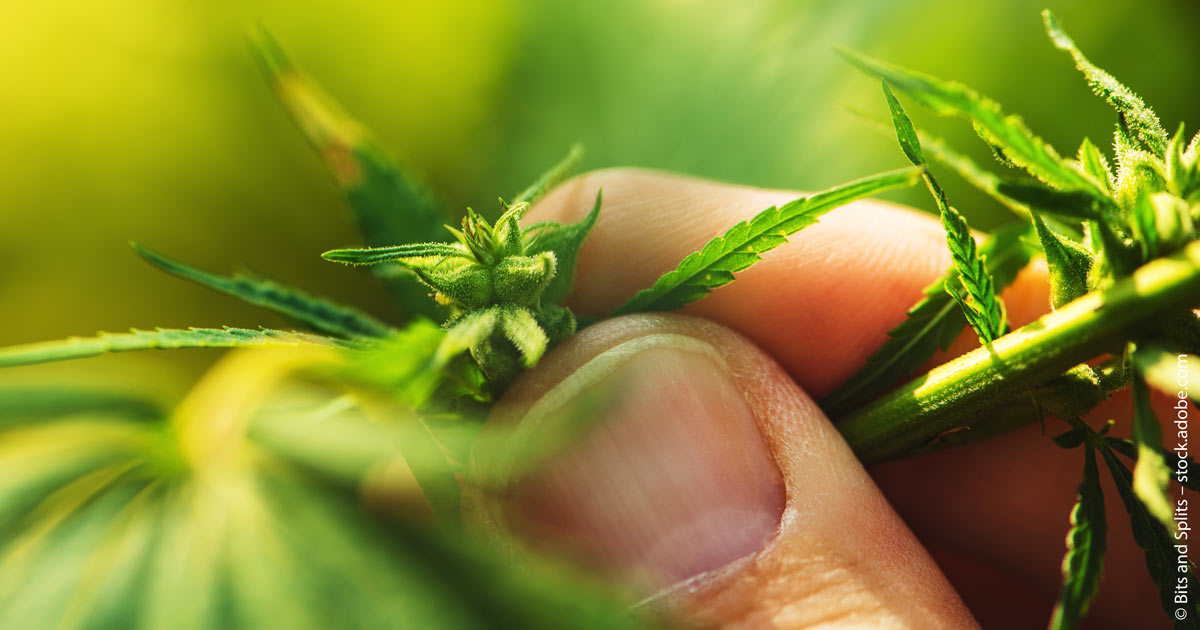 Sektor für medizinisches Cannabis blüht.