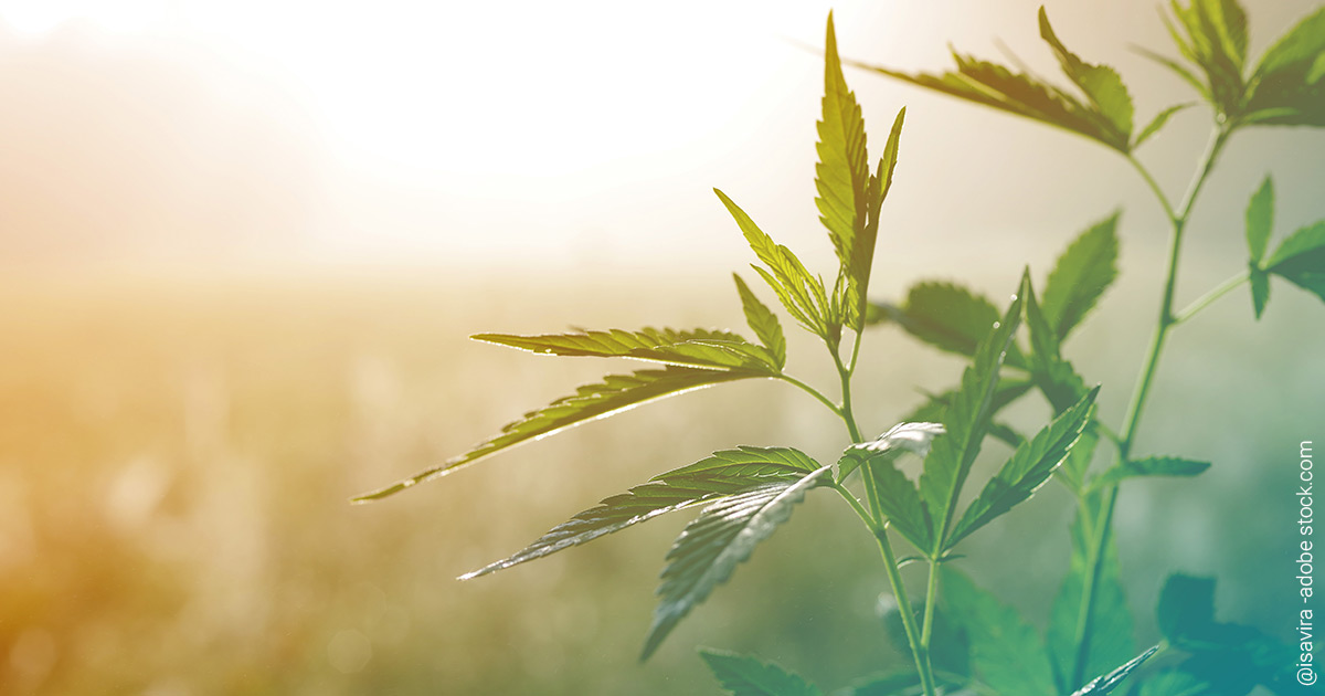 Grünes Kraut: Lohnt sich jetzt ein Investment in Cannabis?