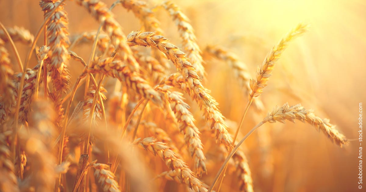 Agrarrohstoffe: Hochspannung bei Investments in Weizen
