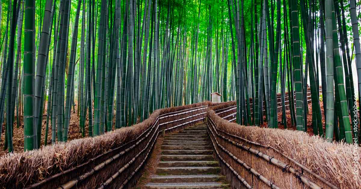 Grüne Revolution: Wie Japan ganz Asien in den Klimawandel führen könnte Grüne Revolution: Wie Japan ganz Asien in den Klimawandel führen könnte